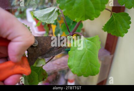 person pruning a tree with scissors Stock Photo