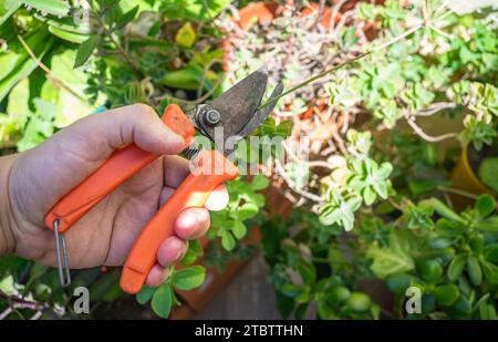 person pruning a tree with scissors Stock Photo