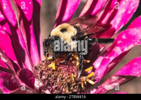A female Eastern Carpenter Bee (Xylocopa virginica) feeding and pollinating a pink zinnia flower. Long Island, New York, USA Stock Photo