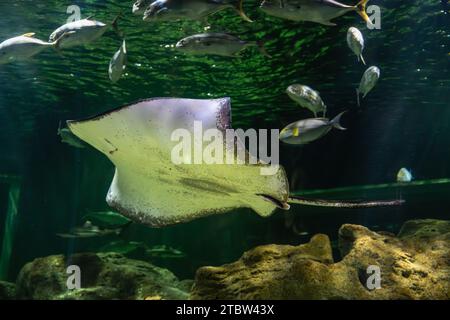 Batoidea is a superorder of cartilaginous fishes, commonly known as rays. They and their close relatives comprise the subclass Elasmobranchii. Stock Photo