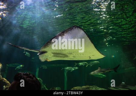 Batoidea is a superorder of cartilaginous fishes, commonly known as rays. They and their close relatives comprise the subclass Elasmobranchii. Stock Photo