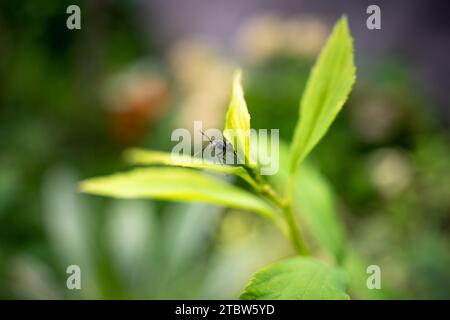 ant on a green leaf Stock Photo