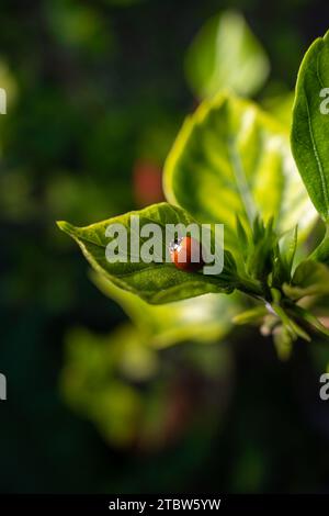 lady bug on a green leaf Stock Photo