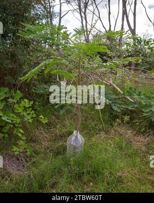 greenhouse in the countryside, with seedlings and trees Stock Photo