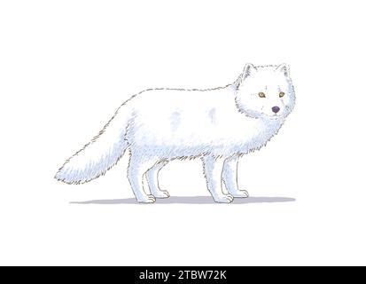 Hand Drawn Arctic Fox Vector Illustration Stock Vector