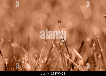 Fresh juicy young grass in droplets of morning dew, spring on a nature macro. Image toned in Peach Fuzz color of the year 2024 Stock Photo