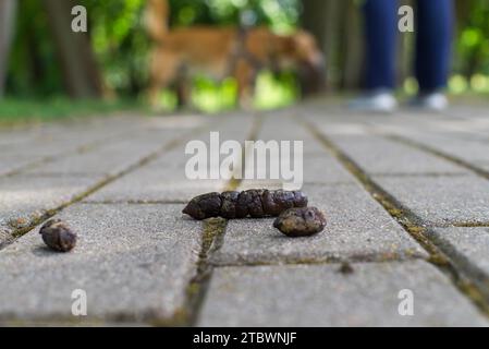 Dog turd, excrement or poo lying on a sidewalk or paving in a close up ground level view with copy space, irresponsible pet owners concept Stock Photo