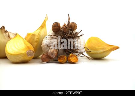 Elephant garlic (Allium ampeloprasum) bulb with corms and separated cloves prepared for planting over a white background Stock Photo