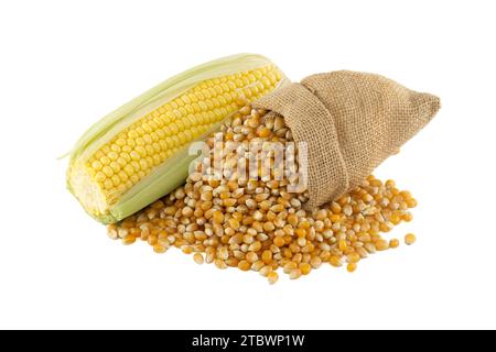 Corn kernels spilling from a hessian bag near fresh maize or corn on the cob with leaves isolated on white background Stock Photo