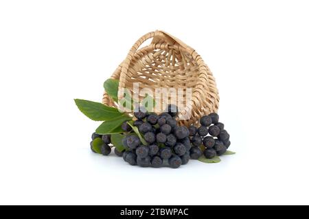 Aronia, commonly known as the chokeberry, with leaves. Freshly picked homegrown aronia berries isolated on white background. Black aronia berries Stock Photo