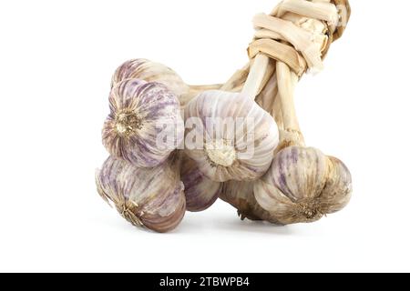 Braided garlic bulbs ready for storage isolated on white background Stock Photo