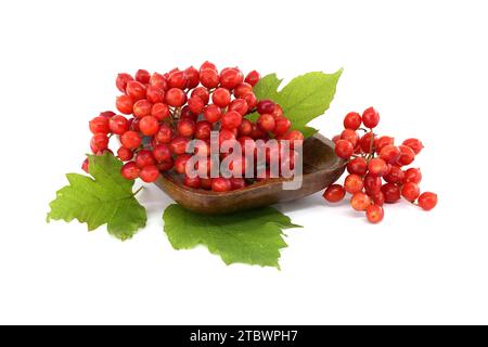 Red berries and leaves of Guelder Rose (Viburnum Opulus) or plant isolated on white background Stock Photo