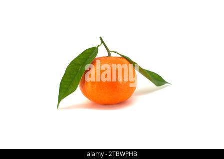 Tangerine, clementine or mandarin orange fruit with green leaves isolated on white background Stock Photo
