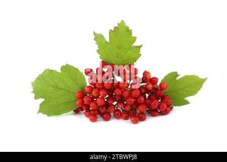 or Guelder Rose (Viburnum opulus) berries and leaves isolated on white background Stock Photo