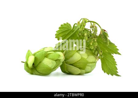 Hop Cones And Hop Flowers On Fresh Green Branch With Leaf Isolated On A 