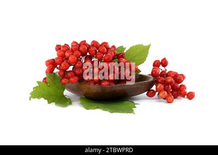 Guelder Rose (Viburnum Opulus) or plant berries and leaves isolated on white background Stock Photo
