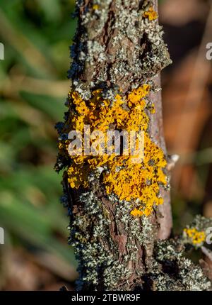 Common orange lichen, also known as yellow scale, maritime sunburst lichen (Xanthoria parietina) and shore lichen on the grapevine plant branch Stock Photo