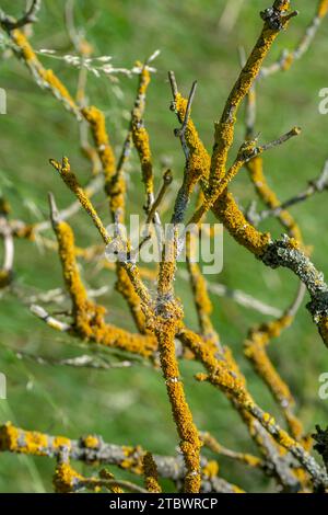 Common orange lichen, also known as yellow scale, maritime sunburst lichen (Xanthoria parietina) and shore lichen on the tree branch Stock Photo