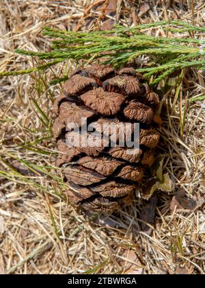 Giant sequoia green leaves and a cone. Sequoiadendron giganteum or Sierra redwood needles. Close up. Detail Stock Photo