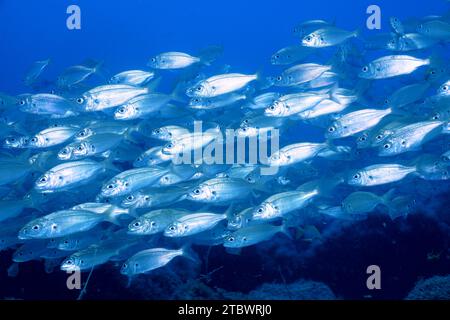 Shoal, group of arctic seabream (Pagellus acarne), dive site El Cabron Marine Reserve, Arinaga, Gran Canaria, Spain, Atlantic Ocean Stock Photo