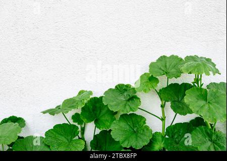 Green leaves plant with textured white concrete wall at background. Copy space. Stock Photo