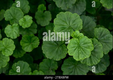 Green leaves texture of geranium plant leaves. Top angle and selective focus. Stock Photo