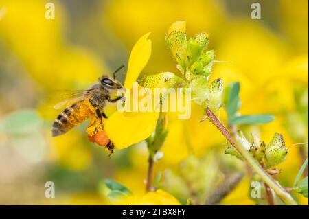 Macro photo of Honey bee collecting honey from Smithia Hirsuta flower which are yellow wild flowers in legume family. Pollen sac of honey bee. Stock Photo