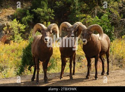 trio of rocky mountain bighorn sheep rams along the waterton canyon trail in the foothills near littleton, colorado Stock Photo