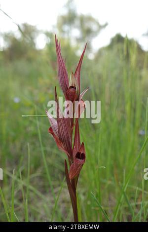 Natural vertical closeup on the red c olored Long-lipped tongue orchis, Serapias vomeracea against a green natural background Stock Photo