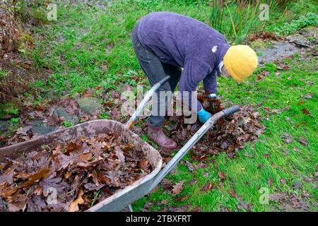Older woman picking up autumn leaves from country garden lawn after raking wheelbarrow November Carmarthenshire Wales UK Great Britain   KATHY DEWITT Stock Photo