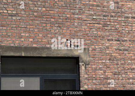 Three red bricks filling a hole in a brick wall above a window Stock Photo