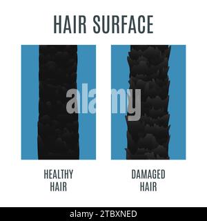 Healthy and damaged hair surface, conceptual illustration Stock Photo