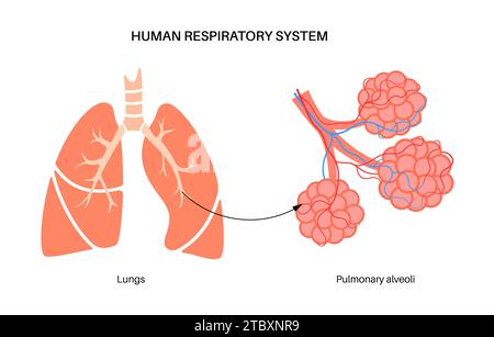 Lung diseases, illustration Stock Photo