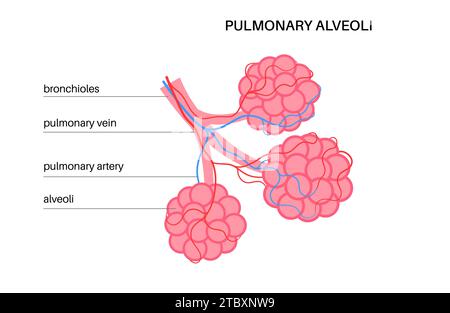 Pulmonary alveoli or alveolus anatomy diagram as a medical concept of a ...