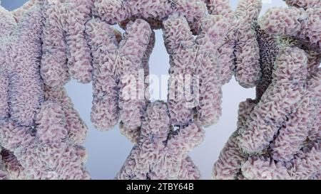Human chromosome under microscope, genome sequence. Molecular biology, DNA molecules, floating Chromosomes with highlighted telomeres, genetic code, G Stock Photo