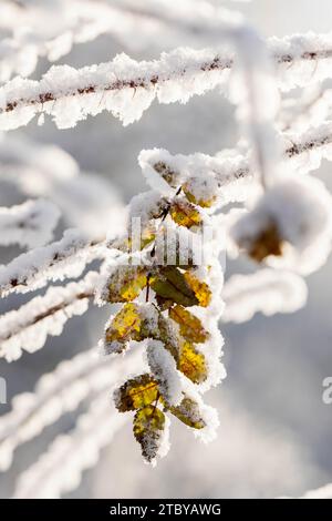 Covered with hoarfrost and fluffy snow twig with yellow leaves on tree in winter. Early first snow in fall. Winter image. Beauty in nature. Seasonal n Stock Photo
