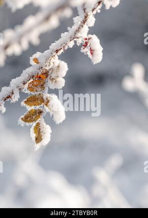 Winter image with snowy rosehip twig with yellow leaves. Beauty in winter nature with white fluffy snow. Early first snow in fall. Seasonal nature det Stock Photo