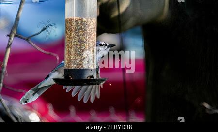 Blue jay on bird feeder with seeds Stock Photo