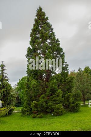 Spring foliage of the giant sequoia or giant mahogany in Latin Sequoiadendron giganteum. Stock Photo