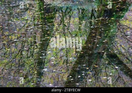 Reflections of tree branches and leaves on a still pool of water in Autumn time in an English woodland. Stock Photo