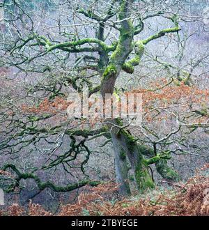 Wiggly, moss covered branches of oak trees in an ancient oak wood in late Autumn in England Stock Photo