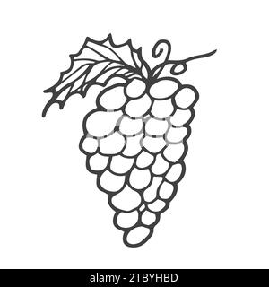 Vector hand drawn Bunch of grapes outline doodle icon. Bunch of grapes sketch illustration for print, web, mobile and infographics isolated Stock Vector