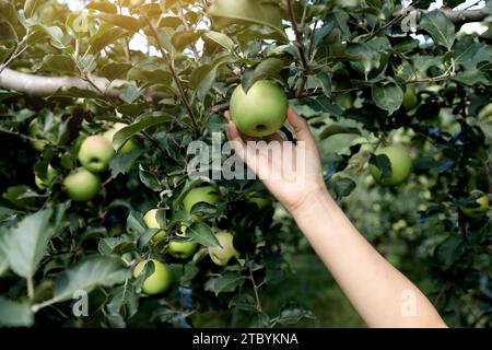 Young female farmer is managing apples in her apple orchard Stock Photo