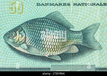 Image of a crucian fish on an old Danish banknote of 50 krones. Stock Photo