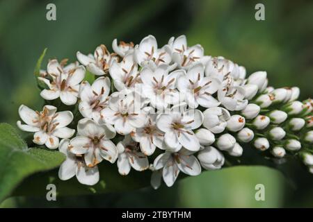White gooseneck loosestrife, Lysimachia clethroides, white flower spike in close up with a blurred background of leaves. Stock Photo