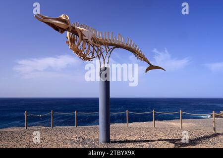 Preserved whale skeleton (Cuvier's beaked whale - ziphius caviostris) on display, El Cotillo, Fuerteventura, Canary Islands, Spain. Taken Nov 2023 Stock Photo