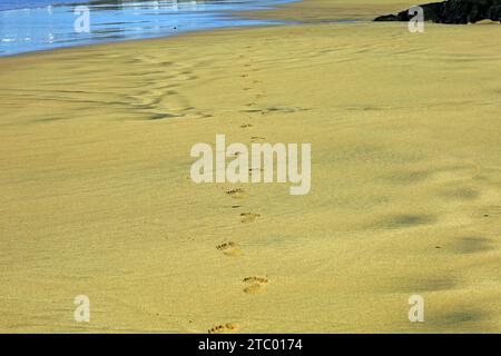 Footprints in the sand, Fuerteventura, Canary Islands, Spain. Taken November 2023 Stock Photo