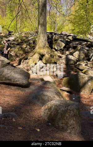Lautertal, Germany - April 24, 2021: Tree growing in rocks at Felsenmeer, Sea of Rocks, on a spring day in Germany. Stock Photo