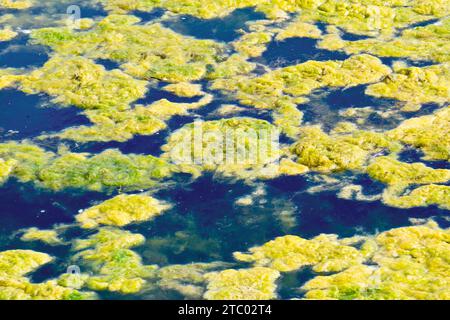 Close up of a small pond showing green algae, known as algal growth or bloom, growing across the surface of the water. Stock Photo