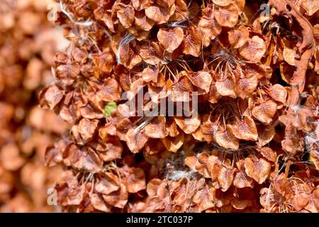 Curled Dock (rumex crispus), close up showing a broad mass of mature brown seed pods or fruits of the common wildflower or weed. Stock Photo